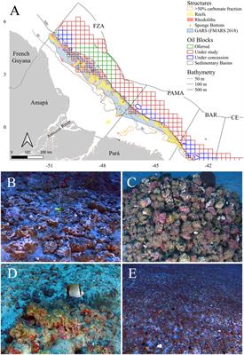 The Great Amazon Reef System: A fact